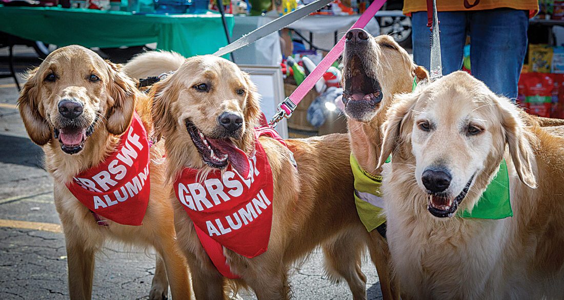 Calling all dogs: GoldenFest XII is set for Nov. 13 at the Shell ...